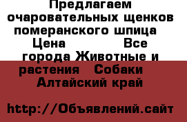 Предлагаем очаровательных щенков померанского шпица › Цена ­ 15 000 - Все города Животные и растения » Собаки   . Алтайский край